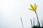 Yellow Flower Blooming In Garden Stock Photo