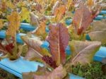 Hydroponics Vegetable Stock Photo