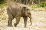 Baby Asian Elephant Stock Photo