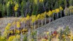 Autumn Colours In Wyoming Stock Photo