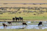 Cattle In The Reed Stock Photo