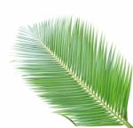 Coconut Leaf Isolated On White Background Stock Photo