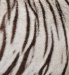 White Bengal Tiger Skin Stock Photo