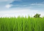 Paddy Field Stock Photo