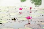 Red Flower Of Water Lily Stock Photo