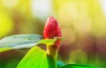 Ginger Plant In Garden Stock Photo