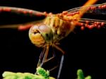 Dragonfly In The Garden Stock Photo