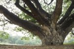 Big Tree In Green Park Stock Photo