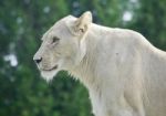 Image Of A White Lion Looking Aside In A Field Stock Photo