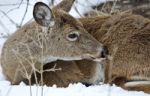 Beautiful Isolated Photo Of A Wild Deer In The Snowy Forest Stock Photo