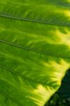 Philodendron Campii Leaf Stock Photo