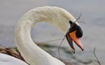 Beautiful Isolated Photo Of A Mute Swan Constructing The Nest Stock Photo