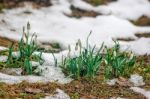 Blooming Snowdrops In The Spring Stock Photo