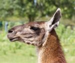 Close-up Of A Beautiful Lama Stock Photo