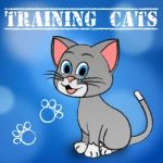 Training Cats Shows Teaching Instruct And Trained Stock Photo