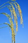 Paddy Rice Stock Photo