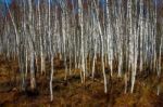 Birch Tree Forest On A Swamp Stock Photo