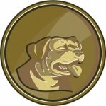 Rottweiler Guard Dog Head Gold Medallion Retro Stock Photo