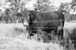 Country Cow  Stock Photo