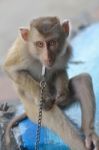 Monkey Stock Photo