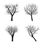 Trees With Dead Branch Stock Photo