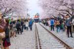 Jinhae,korea - April 4 : Jinhae Gunhangje Festival Is The Largest Cherry Blossom Festival In Korea.tourists Taking Photos Of The Beautiful Scenery Around Jinhae,korea On April 4,2015 Stock Photo