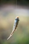 Nile Tilapia Fish Hanging On Hook Stock Photo