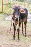 Cow Standing By The Road In Rural Area In Nicaragua Stock Photo