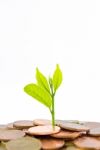 Money Tree Growing From A Pile Of Coins Stock Photo