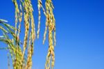 Paddy Rice Stock Photo