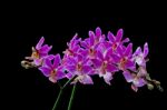 Phalaenopsis Hybrid Stock Photo