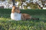 Puppy Collie On The Beach Pet Friendly Stock Photo