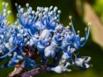 Close-up Of A Blue Hydrangea Stock Photo