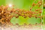 Red Ant In Green Nature Stock Photo