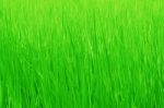 Green Grass Background Stock Photo