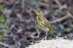 Song Thrush Stock Photo