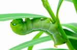 Caterpillar Oleander Hawk-moth Stock Photo