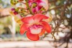 Guianensis Or Cannonball Tree Stock Photo