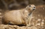 Prairie Dog Stock Photo