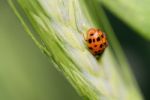 Ladybird Stock Photo