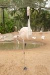 Portrait Of A Flamingo Stock Photo