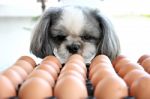 The Dog Watching Egg Stock Photo