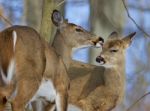 Beautiful Funny Picture With A Pair Of The Cute Wild Deers Stock Photo