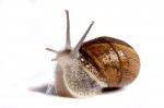 Snail On White Stock Photo