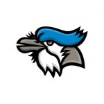 Blue Jay Head Mascot Stock Photo