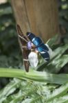 Butterflies On Exotic Tropical Flower, Ecuador Stock Photo