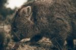 Adorable Large Wombat During The Day Looking For Grass To Eat Stock Photo