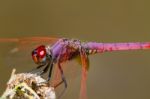 Violet Dropwing (trithemis Annulata) Stock Photo