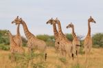 Giraffe - African Wildlife Background - Humor In Nature Stock Photo