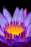 Macro Yellow Carpel Of Purple Lotus Flower Stock Photo